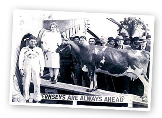 cow flies in a trimotor